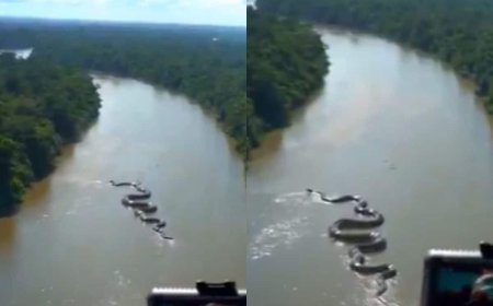 जंगल में दिखा बहुत मोटा और लंबा एनाकोंडा सांप, वीडियो देख डरे लोग