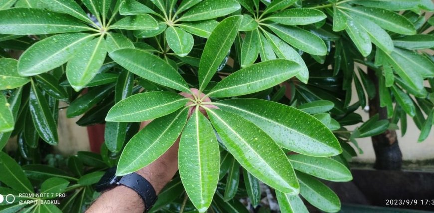 One Plant Army: नपुंसकों के लिए रामबाण यह पौधा, कई बड़ी बीमारियों का भी दुश्मन