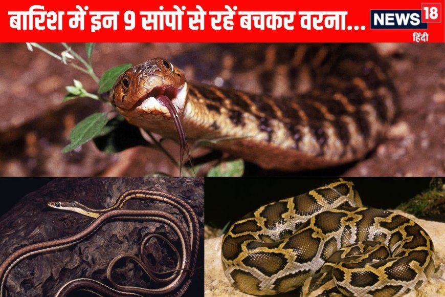 बारिश में इन 9 खतरनाक सांपों से ऐसे बचें वरना...