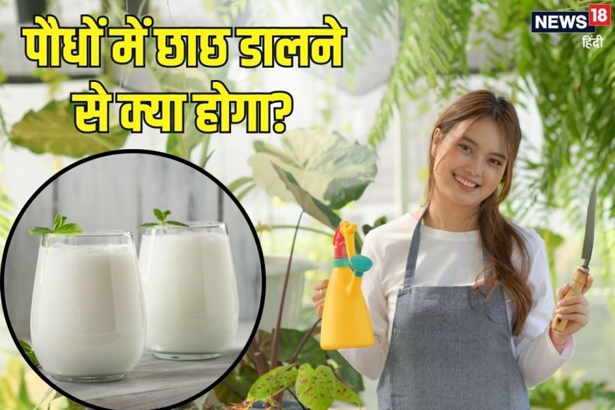 छाछ पीने के बाद बच जाए तो क्या करें? अगर पौधों में इस्तेमाल करें तो क्या होगा