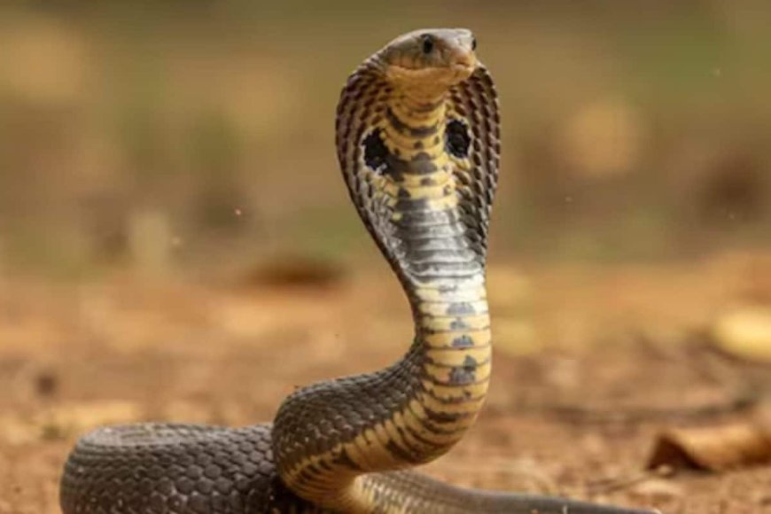 घर में घुस जाए सांप? बिना मारे ऐसे भगाएं बाहर, सावन में नहीं लगेगा पाप