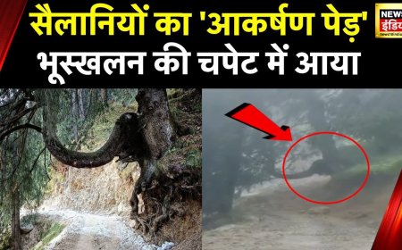 Himachal Weather: हिमाचल का मशहूर Elephant Tree भी भूस्खलन की चपेट में आया, सैलानियों का था आकर्षण