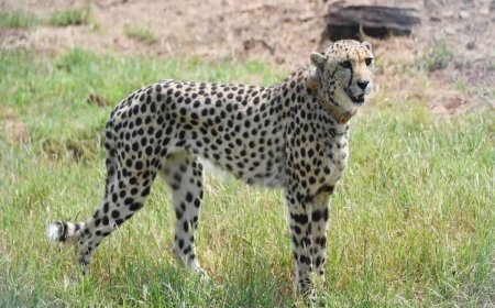 साउथ अफ्रीका से लाए चीतों ने बढ़ाई सरकार की मुश्किलें ! कूनो नेशनल पार्क के बाद अब गांधी