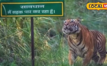 कम खर्च, ज्यादा रोमांच! नए साल पर पीलीभीत टाइगर रिजर्व बना देगा आपका ट्रिप...