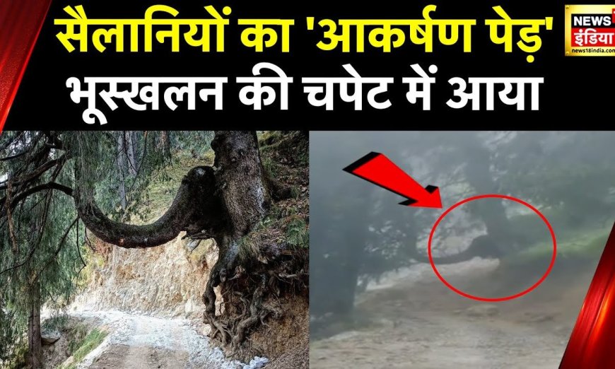 Himachal Weather: हिमाचल का मशहूर Elephant Tree भी भूस्खलन की चपेट में आया, सैलानियों का था आकर्षण