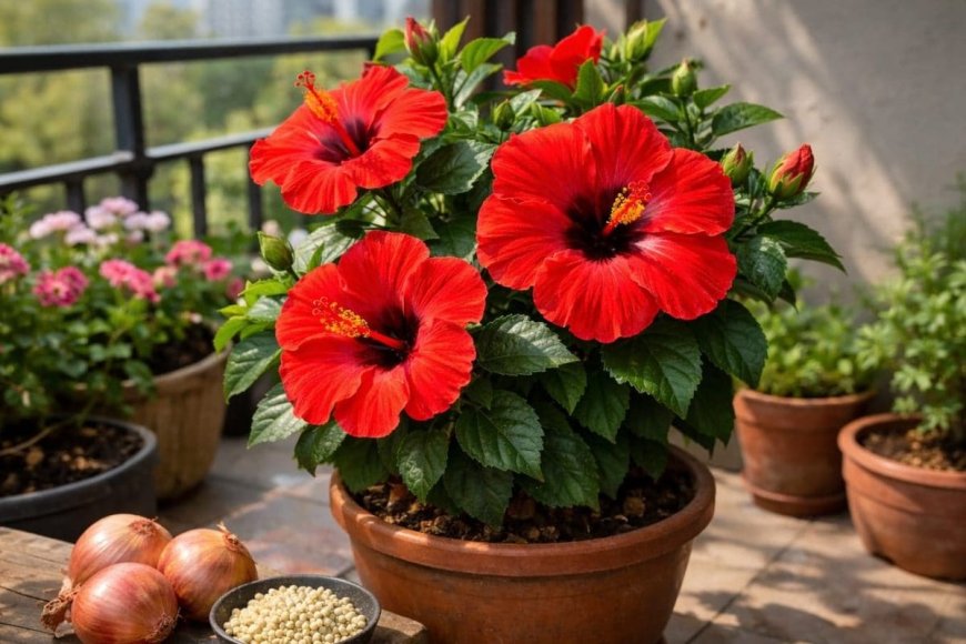 गुड़हल में खिलेंगे तश्तरी जितने बड़े फूल, माली ने बताया असरदार तरीका