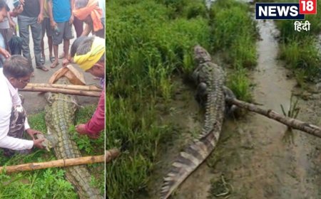 गांव में घूमता दिखा 10 फीट लंबा मगरमच्छ, देखते ही ग्रामीणों की फूल गईं सांसे, वन विभाग ने किया रेस्क