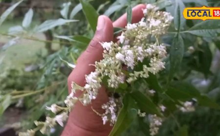 नदी-नालों के किनारे मिलने वाला चमत्कारी पौधा, वात-कफ करे कंट्रोल तो सूजन के लिए 'रामबाण', ये है इसकी पहचान