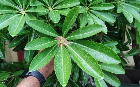One Plant Army: नपुंसकों के लिए रामबाण है यह पौधा, कई बड़ी बीमारियों का भी दुश्मन