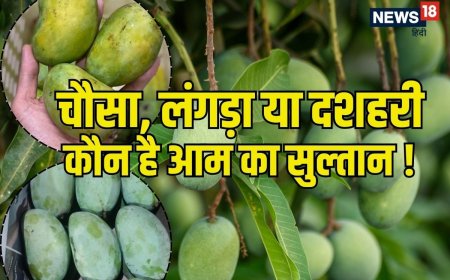 चौसा, लंगड़ा या दशहरी: मिठास के मामले में कौन है नंबर 1? जानें कब मिलेगी कौन सी वैरायटी