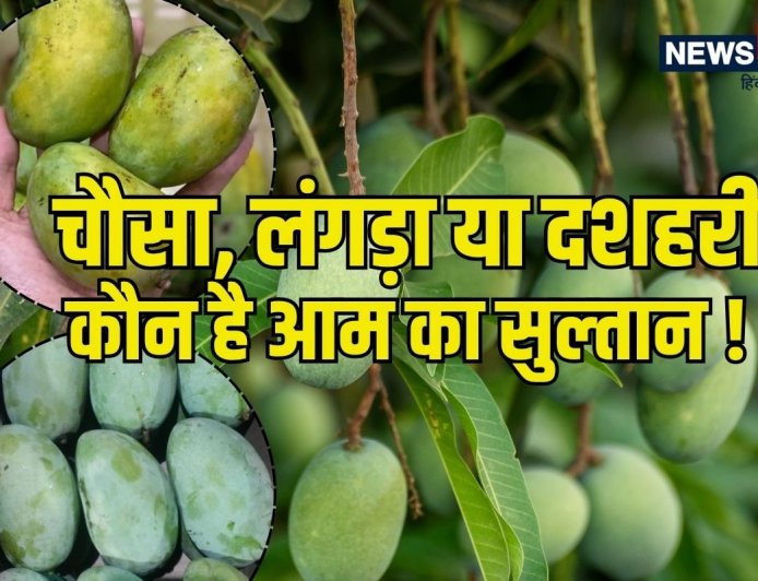 चौसा, लंगड़ा या दशहरी: मिठास के मामले में कौन है नंबर 1? जानें कब मिलेगी कौन सी वैरायटी