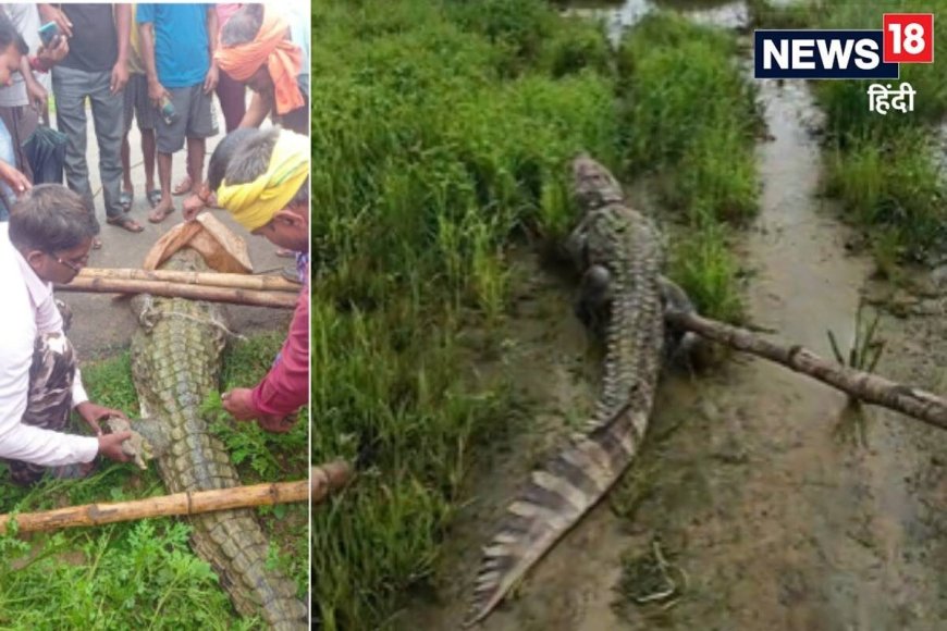 गांव में घूमता दिखा 10 फीट लंबा मगरमच्छ, देखते ही ग्रामीणों की फूल गईं सांसे, वन विभाग ने किया रेस्क