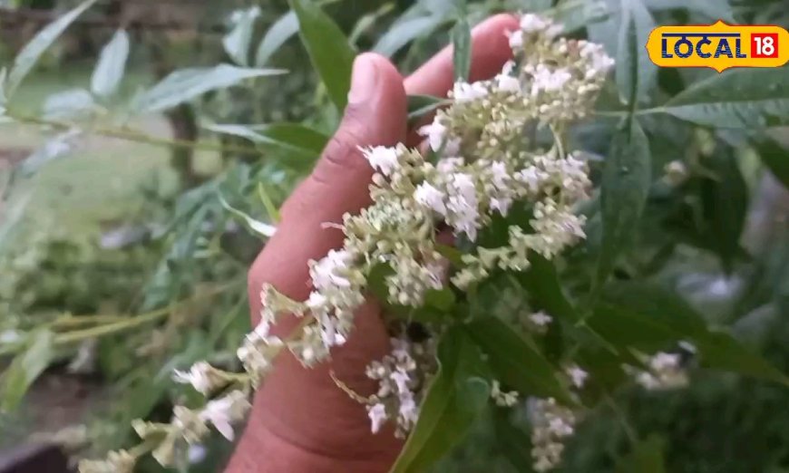 नदी-नालों के किनारे मिलने वाला चमत्कारी पौधा, वात-कफ करे कंट्रोल तो सूजन के लिए 'रामबाण', ये है इसकी पहचान