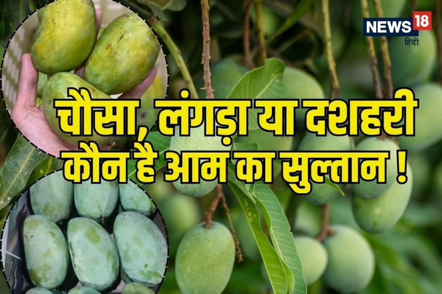 चौसा, लंगड़ा या दशहरी: मिठास के मामले में कौन है नंबर 1? जानें कब मिलेगी कौन सी वैरायटी